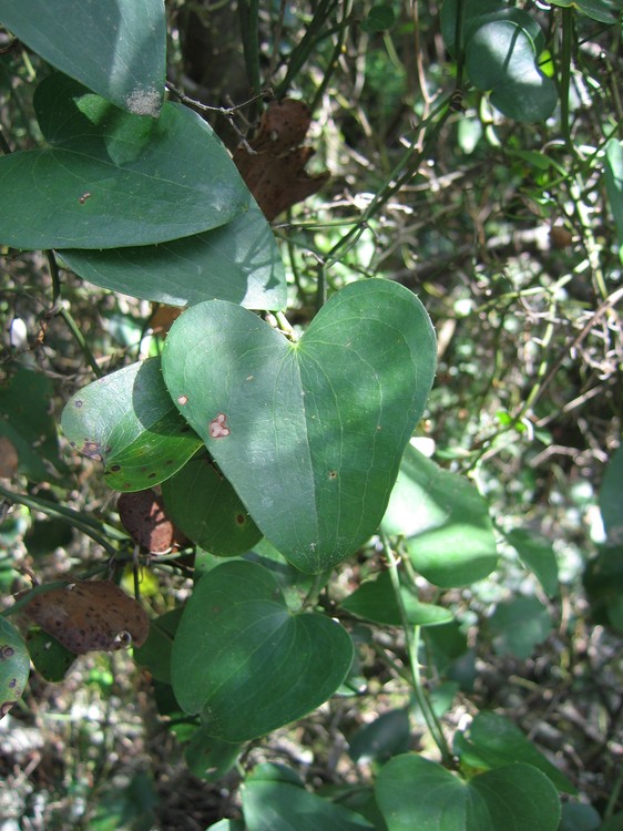 Smilax aspera
